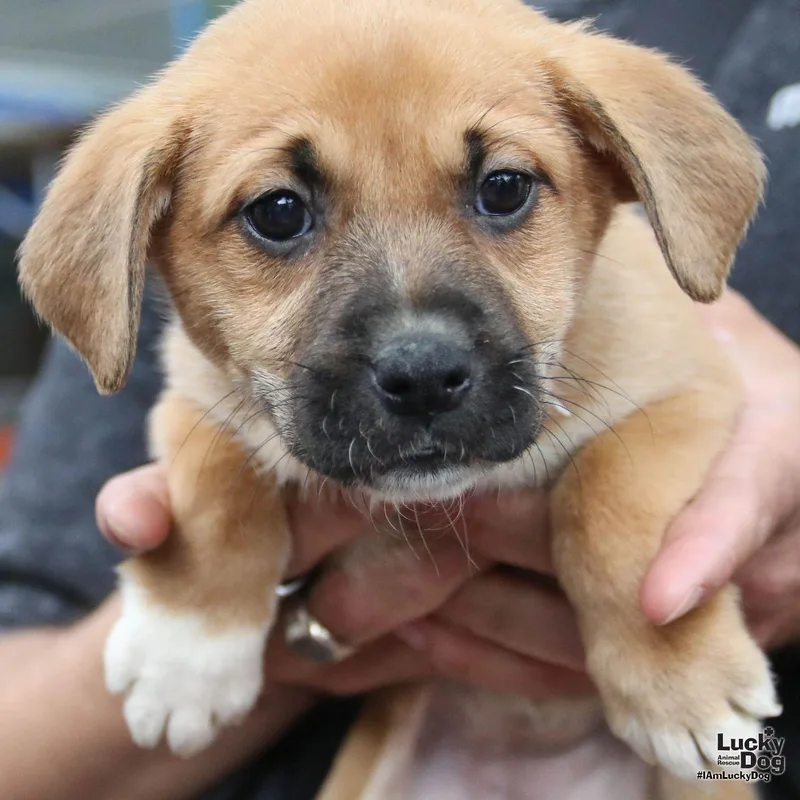 Lakoocha