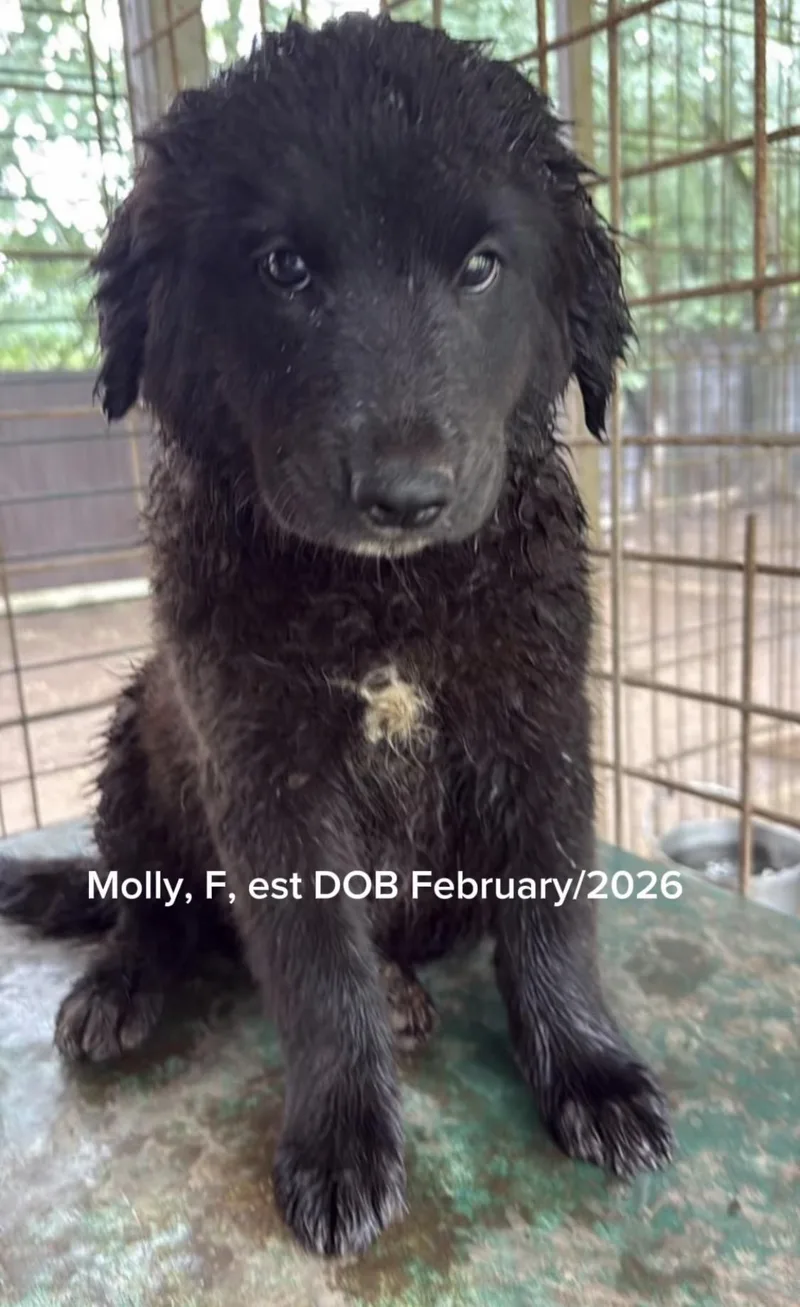 A baby medium-sized female Black Newfoundland Dog dog named Molly for adoption in Shrewsbury, MA