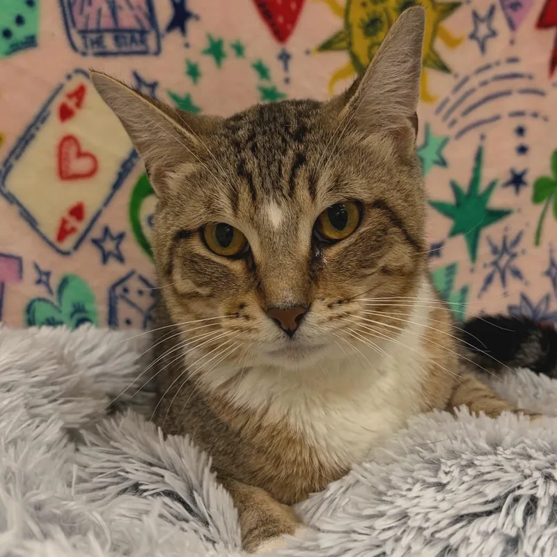 An adult medium-sized male Brown / Chocolate Domestic Short Hair cat named Sammy for adoption in Deerfield, IL