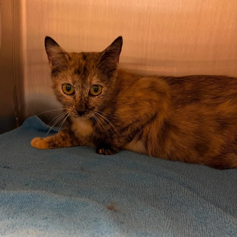 An adult medium-sized female Calico Domestic Short Hair cat named Cali for adoption in Englewood, FL