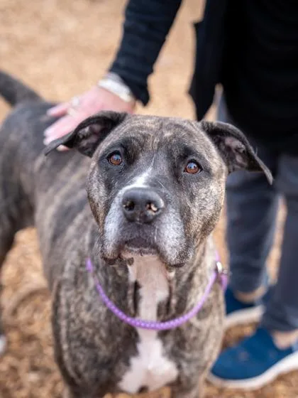 An adult large-sized female Mixed Breed dog named Eugenia for adoption in Chamblee, GA