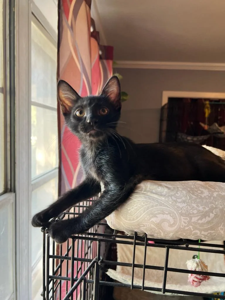 A baby small-sized female Domestic Short Hair cat named Amira for adoption in Richland Hills, TX