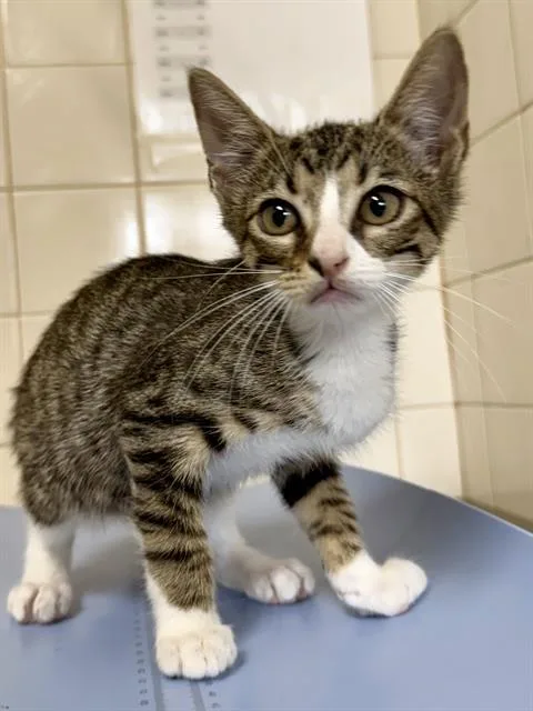 A baby small-sized female Domestic Short Hair cat named Lupe for adoption in San Antonio, TX
