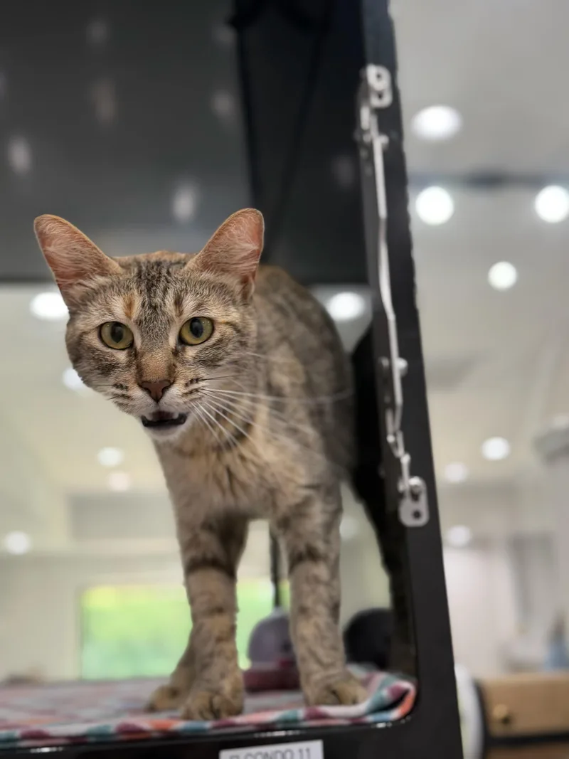 An adult medium-sized female Calico Domestic Short Hair cat named Carly for adoption in Sherman, TX