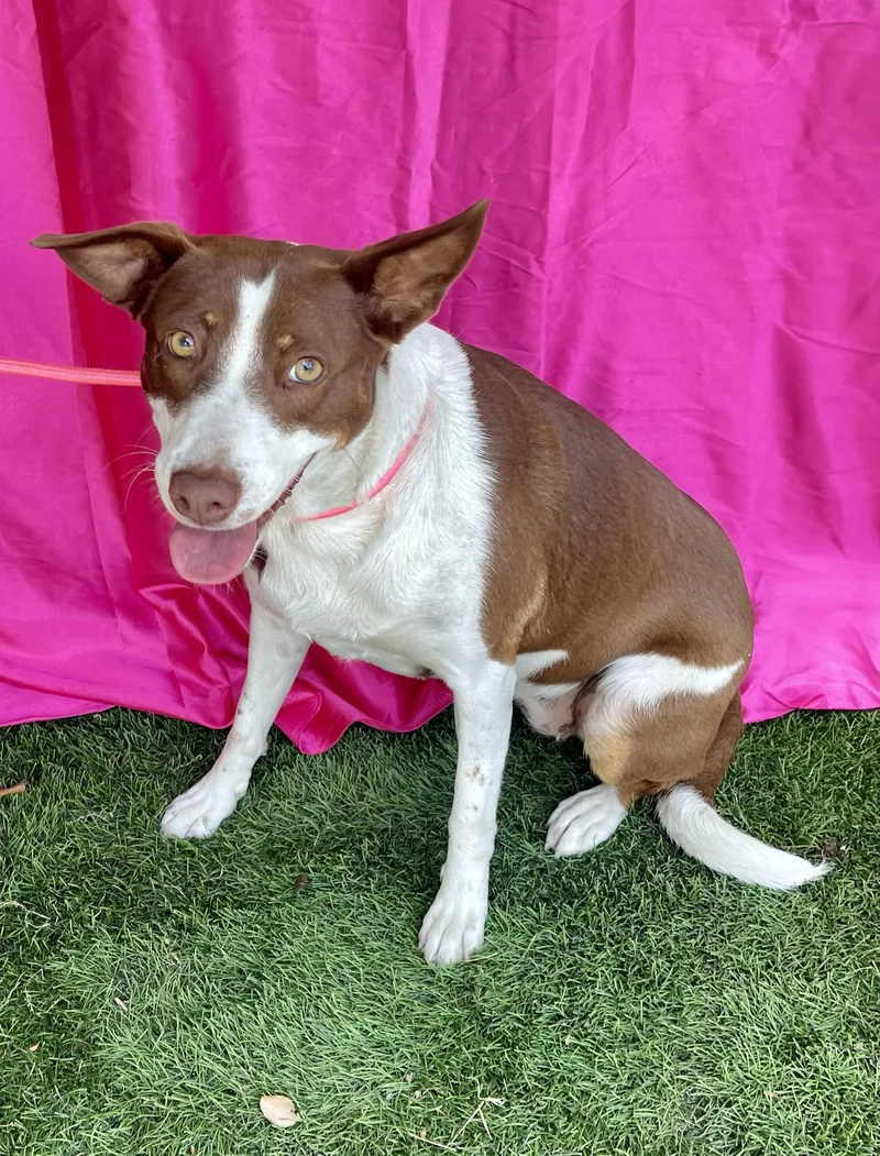 A young medium-sized female White / Cream Terrier dog named Eloise for adoption in Rowland Heights, CA