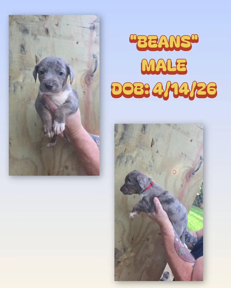 A baby medium-sized male Gray / Blue / Silver Catahoula Leopard Dog dog named Beans for adoption in Baker, LA