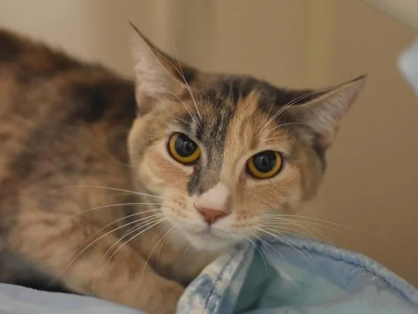 A young medium-sized female Domestic Short Hair cat named Tinkerbell for adoption in Portland, OR