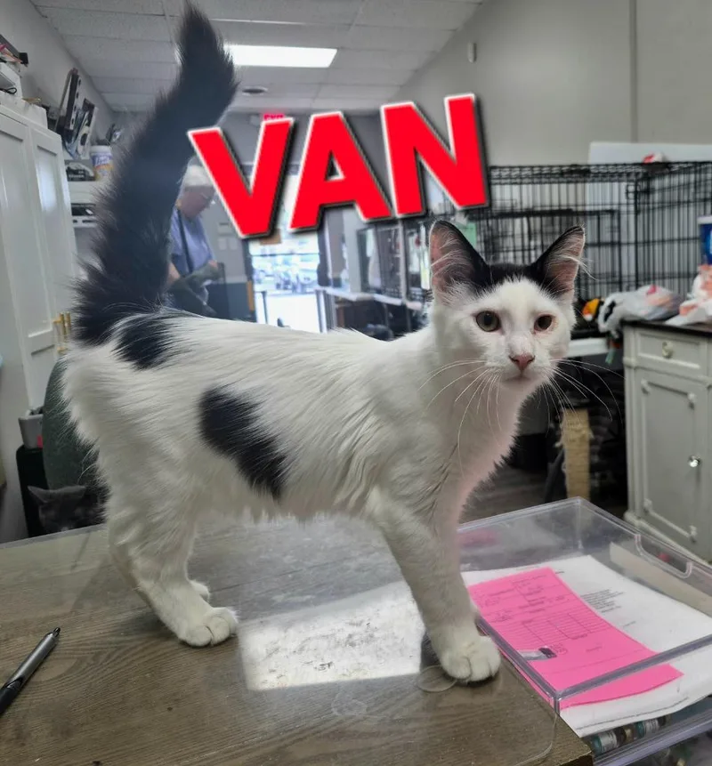 A baby medium-sized male Domestic Short Hair cat named Van for adoption in Rome, GA