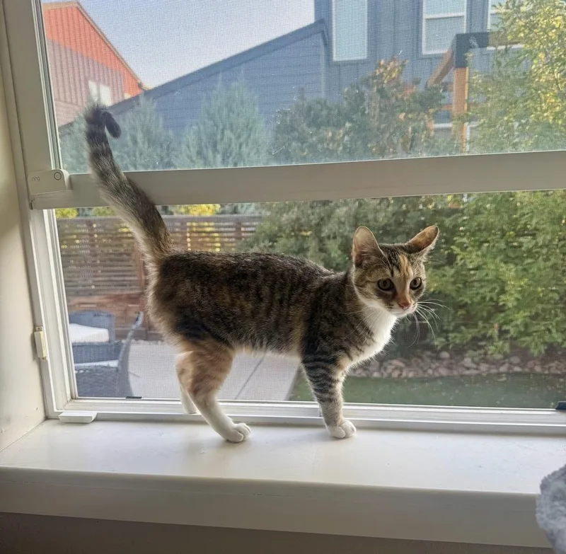 A baby medium-sized female Calico cat named Peanut for adoption in Lafayette, CO
