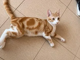 A baby medium-sized male Domestic Short Hair cat named Cheddar for adoption in Marianna, FL
