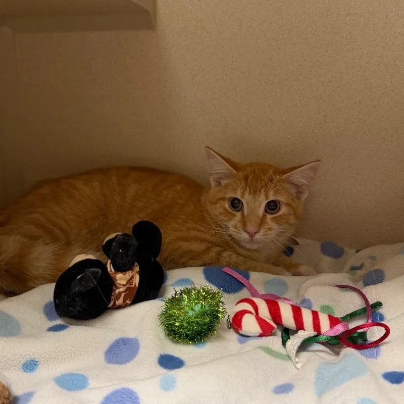A young medium-sized male Orange / Red Domestic Short Hair cat named Kio for adoption in Fredericksburg, VA