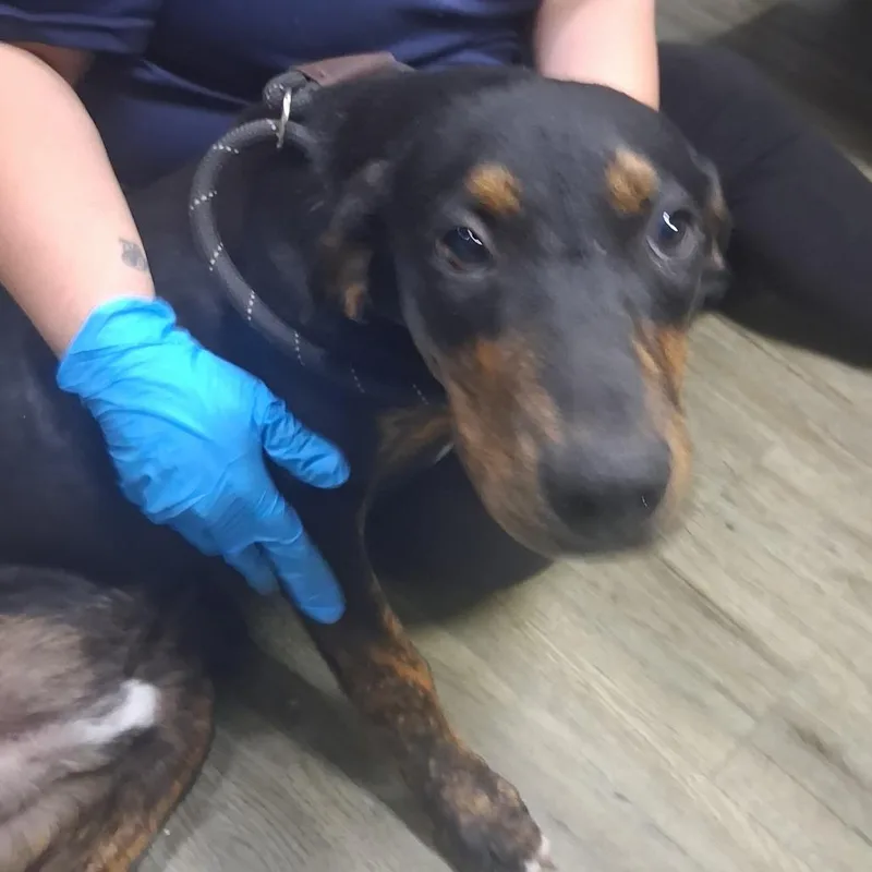 A young medium-sized male Black Mixed Breed dog named Fenway for adoption in Summerville, SC