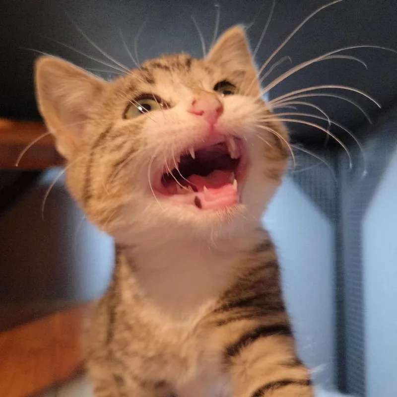 A baby small-sized female Brown / Chocolate Domestic Short Hair cat named Silver Sandals for adoption in Fredericksburg, VA