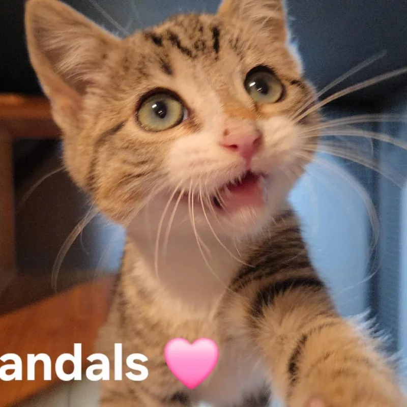 Silver Sandals thumbnail 2