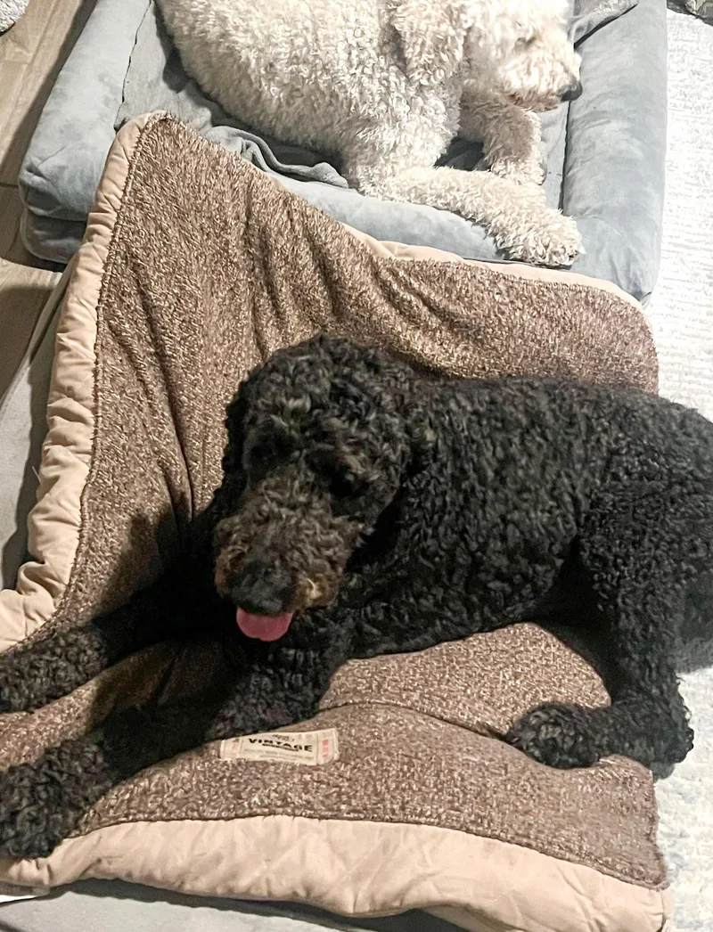 An adult medium-sized male Black Goldendoodle dog named Traeger for adoption in Southport, CT