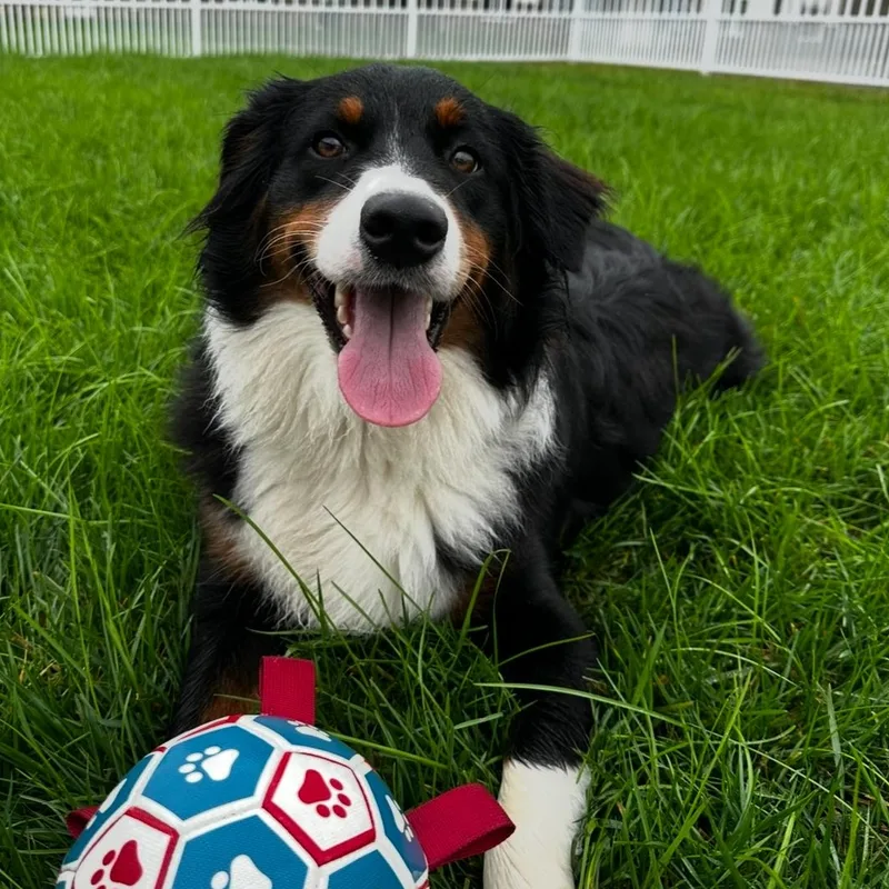 An adult medium-sized male Tricolor (Brown, Black, & White) Australian Shepherd dog named Goose for adoption in Louisburg, KS