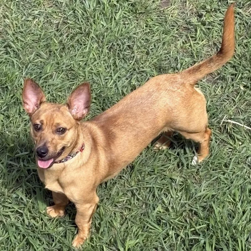 A young medium-sized male Yellow / Tan / Blond / Fawn Mixed Breed dog named Teaspoon for adoption in Buffalo, MN