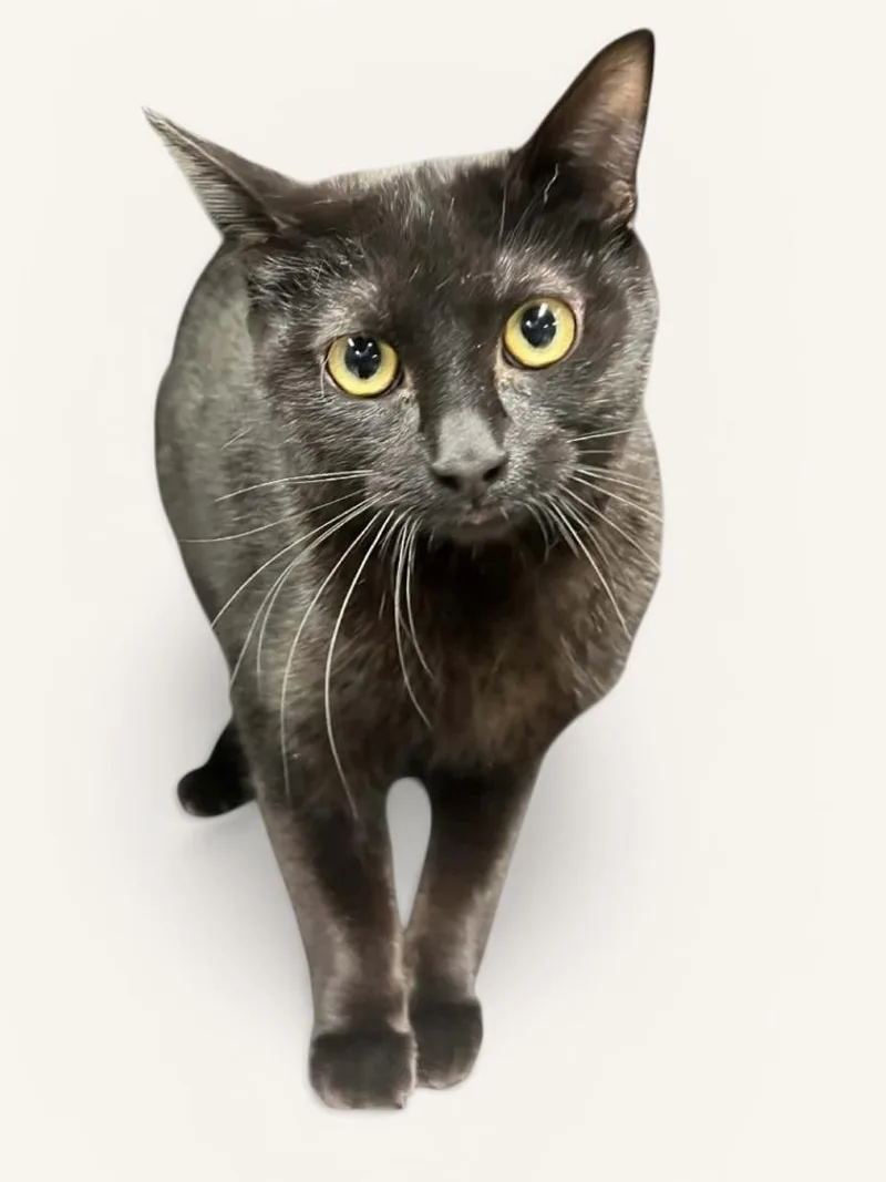 A young medium-sized female Black Domestic Short Hair cat named Tisha for adoption in Wyandotte, MI