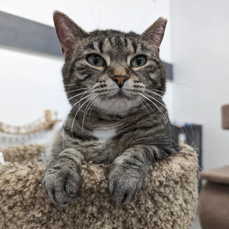 An adult medium-sized female White American Shorthair cat named Shalimar for adoption in West Palm Beach, FL