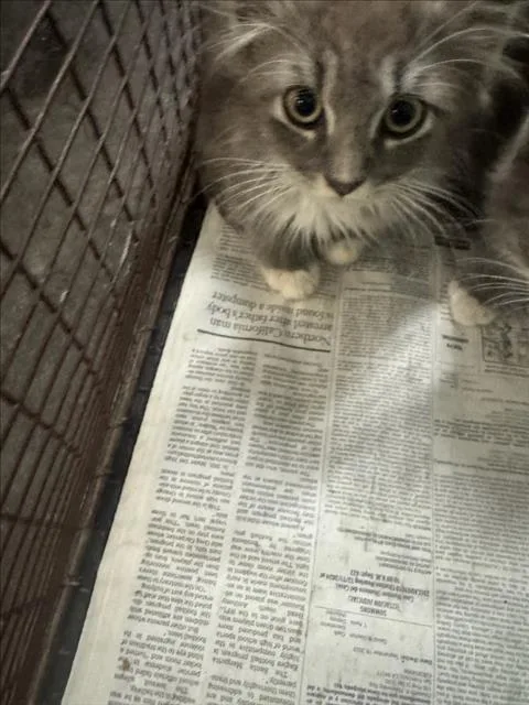 A baby small-sized male Domestic Medium Hair cat named 1 for adoption in Los Angeles, CA