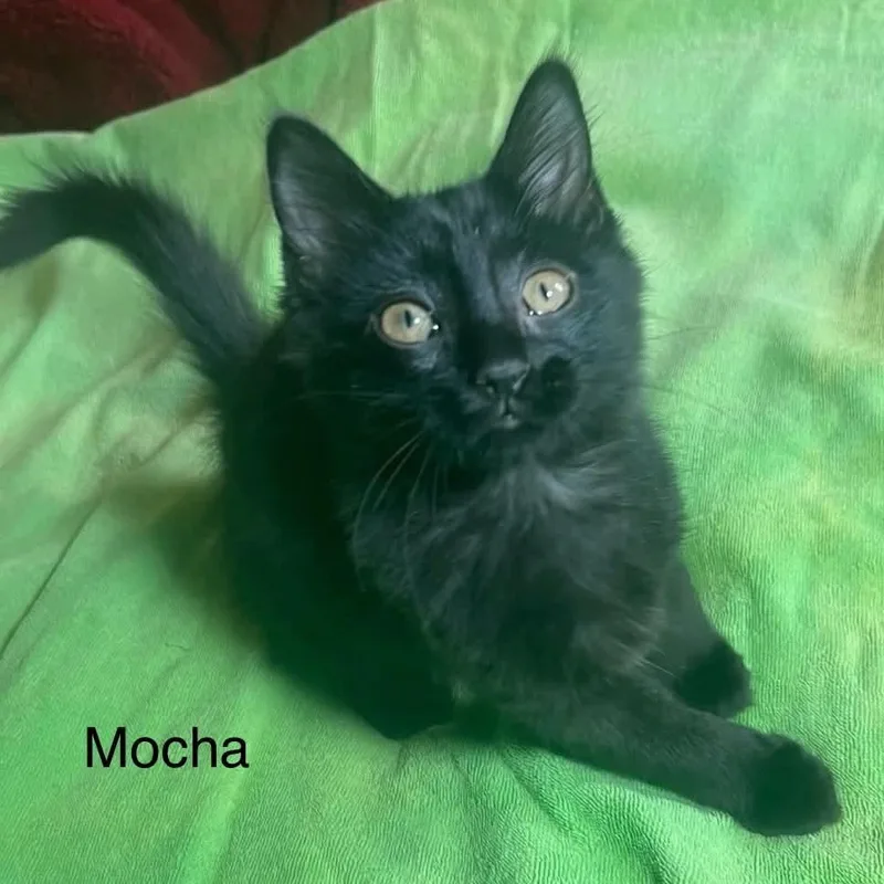 A baby medium-sized female Black Domestic Medium Hair cat named Mocha for adoption in Wyandotte, MI