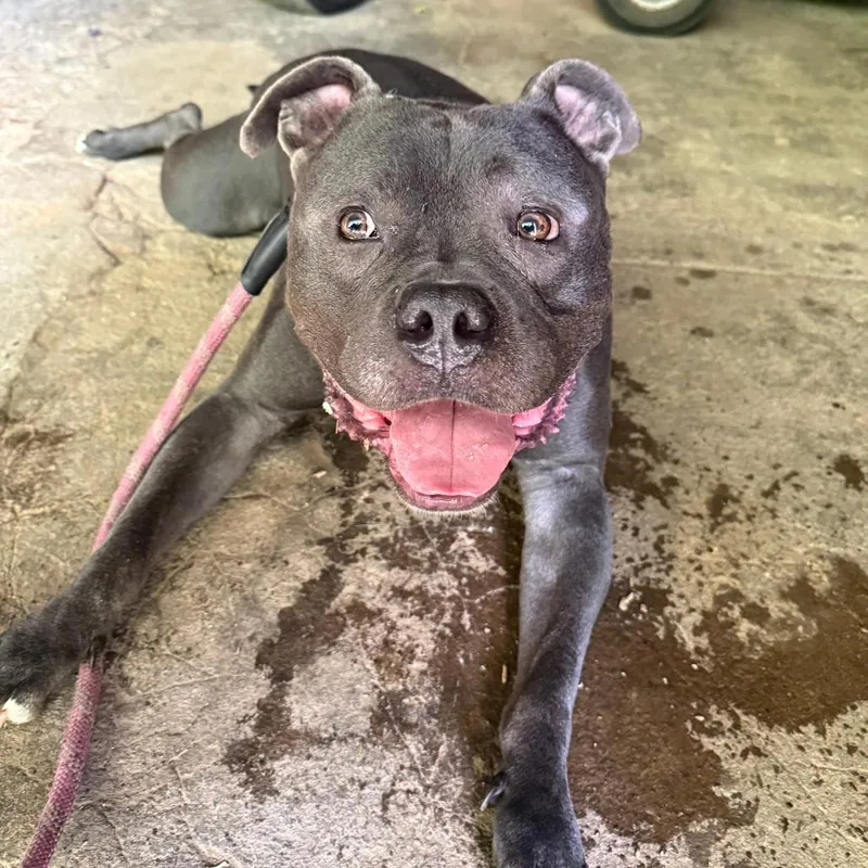 An adult large-sized male Gray / Blue / Silver Mixed Breed dog named Ford for adoption in Allentown, PA