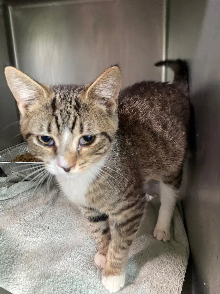 A baby medium-sized male Domestic Short Hair cat named Danada for adoption in Cumming, GA