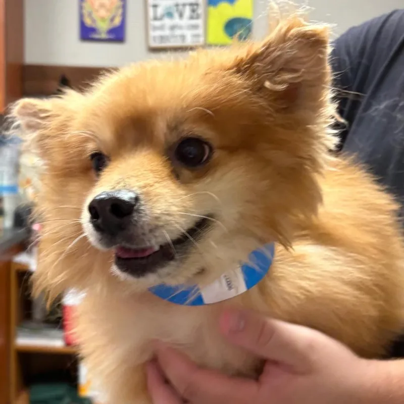 A senior small-sized male Golden Pomeranian dog named Buttercup for adoption in Yuma, AZ