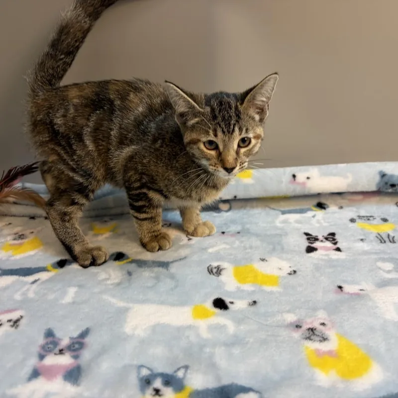 A baby small-sized female Brown / Chocolate Domestic Short Hair cat named Toast for adoption in San Antonio, TX