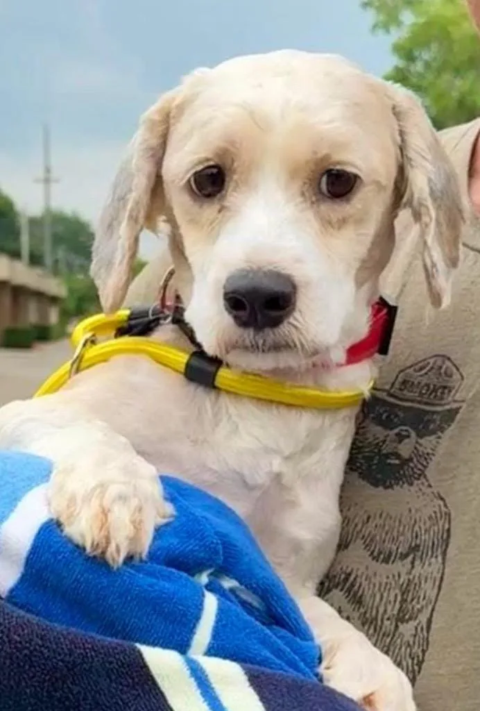 A young medium-sized male Terrier dog named Finn for adoption in West Bloomfield, MI
