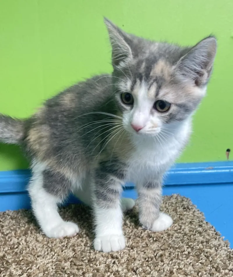 A baby small-sized female Gray / Blue / Silver Domestic Medium Hair cat named Goldie for adoption in Columbus, OH