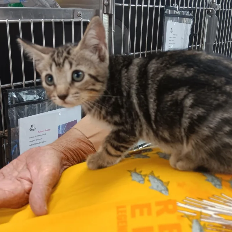 A baby small-sized female Brown / Chocolate Domestic Short Hair cat named Toffee for adoption in Jupiter, FL