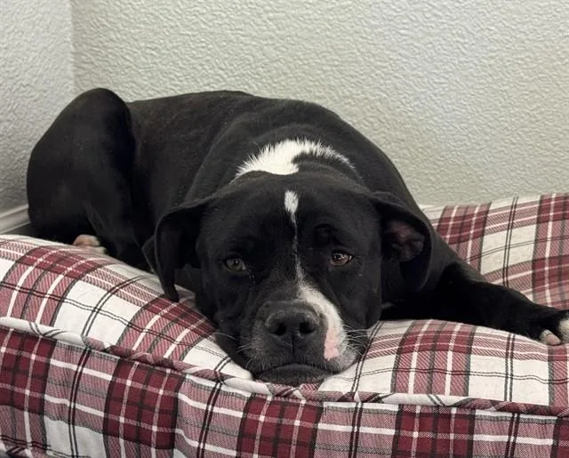 An adult large-sized female American Staffordshire Terrier dog named Spruce for adoption in Phoenix, AZ