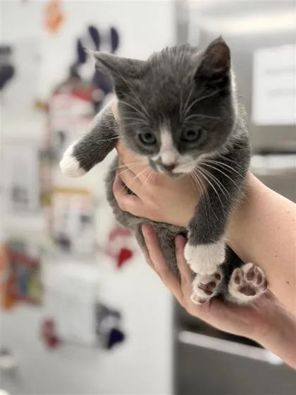 A baby small-sized male Domestic Short Hair cat named Dr. Robby for adoption in West Chester, PA