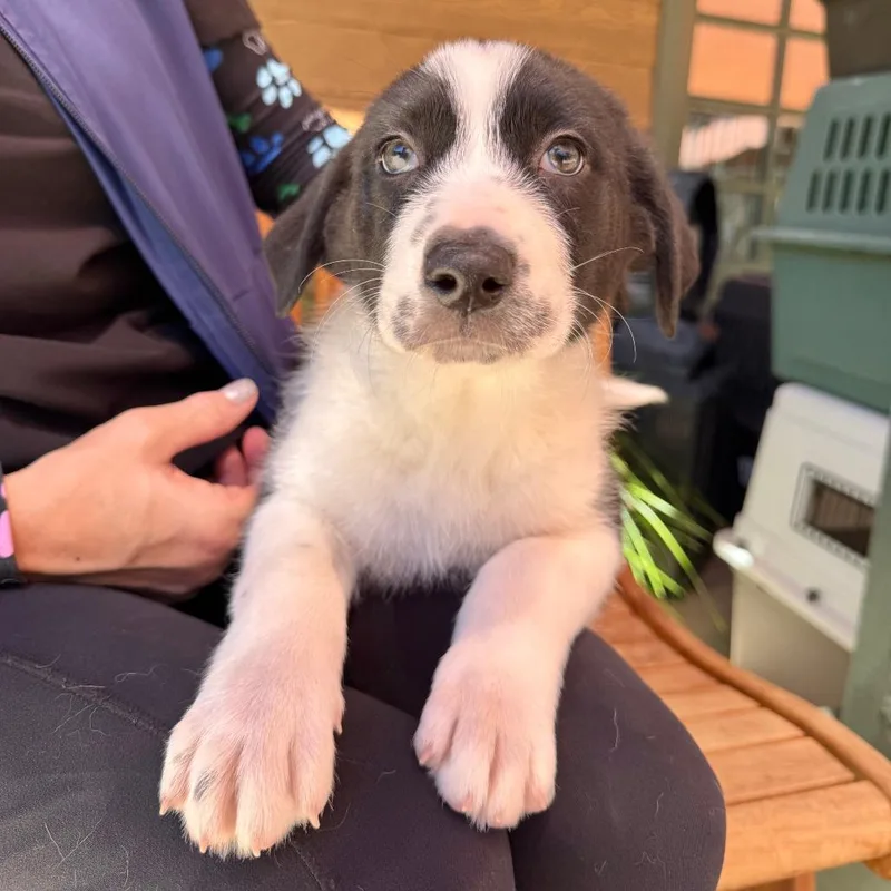 A baby small-sized female White / Cream Border Collie dog named Celeste for adoption in Agoura Hills, CA