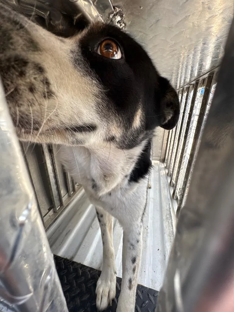 An adult medium-sized male Mixed Breed dog named Roscoe for adoption in Effingham, SC