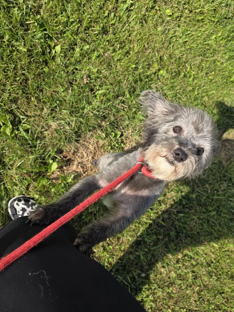 Teddy thumbnail 3