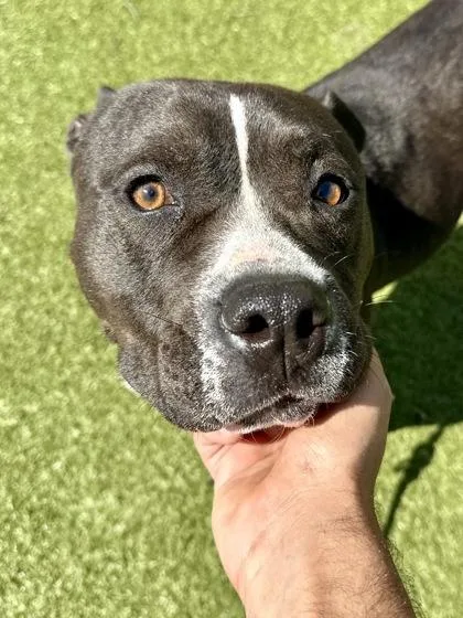 An adult large-sized female Black Mixed Breed dog named Dungeon Ai for adoption in Wichita, KS