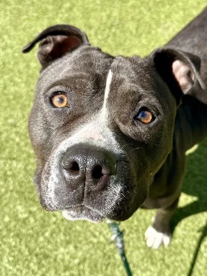 Dungeon Ai thumbnail 2