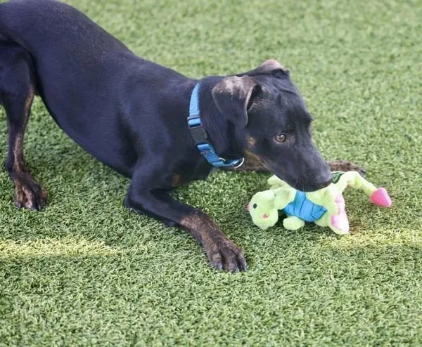 A young medium-sized male Terrier dog named Mojo for adoption in San Diego, CA