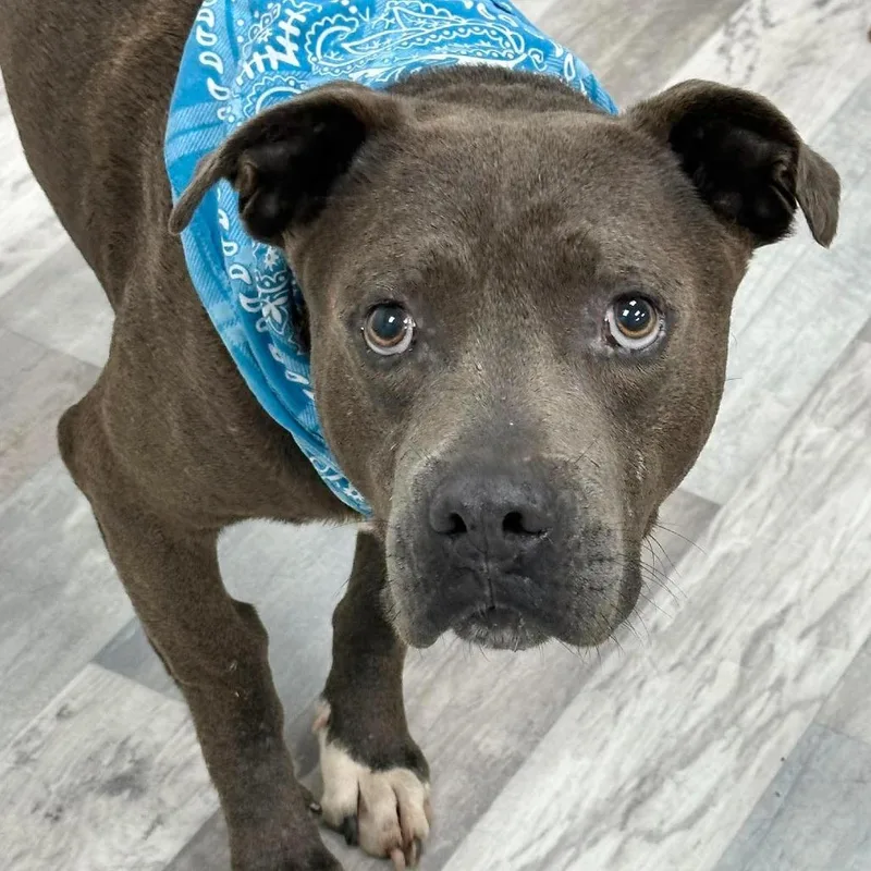 An adult large-sized male Brown / Chocolate Pit Bull Terrier dog named Juke for adoption in Lufkin, TX