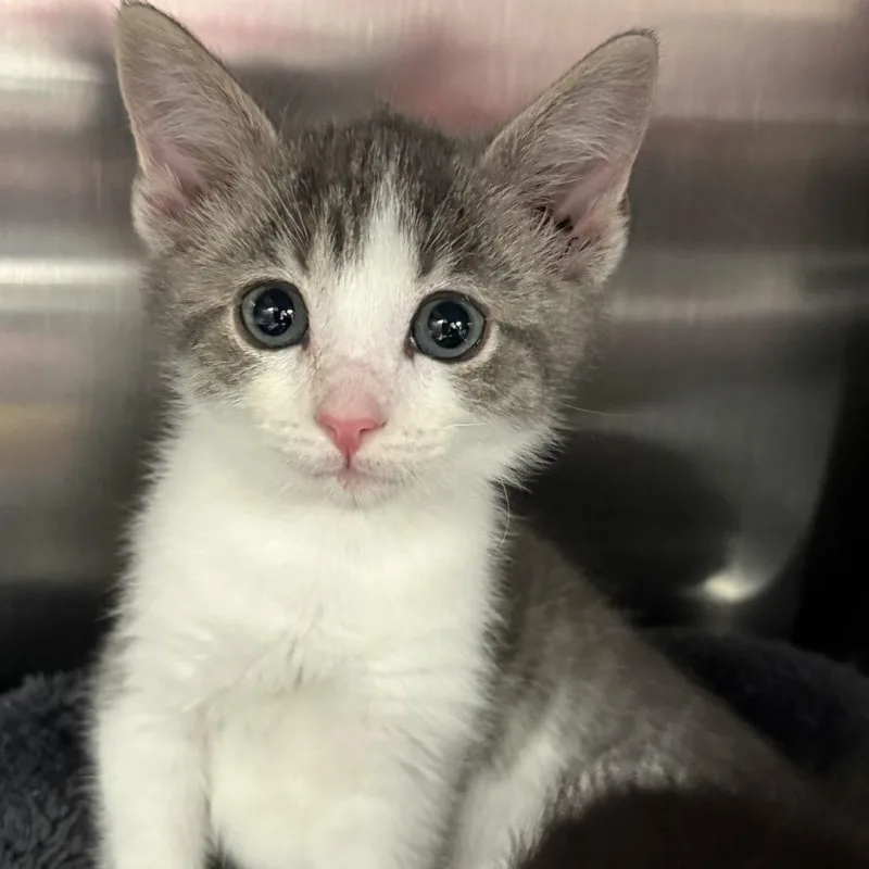 A baby small-sized female White Domestic Short Hair cat named Jackson for adoption in Falls Church, VA