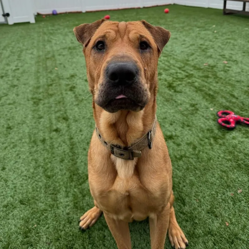 An adult large-sized male Brown / Chocolate Mixed Breed dog named Captain Awesome for adoption in Naperville, IL