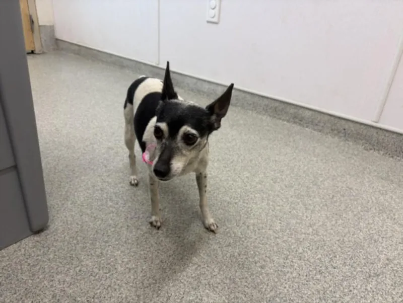 An adult small-sized female Rat Terrier dog named Emmy for adoption in Loveland, CO