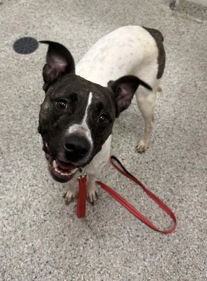 An adult large-sized male White / Cream Mixed Breed dog named Jive for adoption in Kansas City, MO