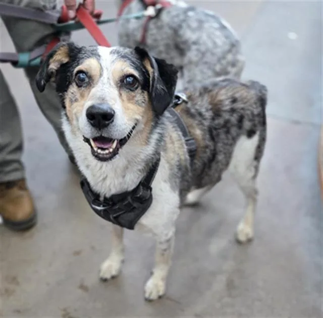 A senior medium-sized male Mixed Breed dog named Zeus for adoption in Dallas, TX