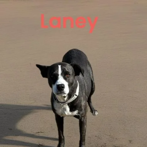 Laney thumbnail 2