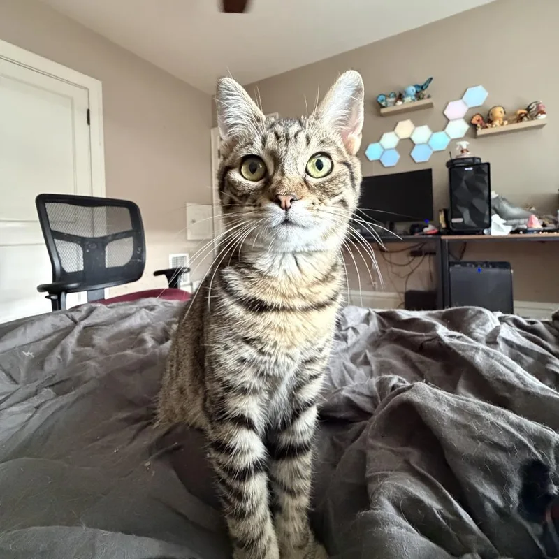 Scrappy Bae thumbnail 2