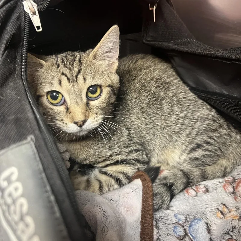 Scrappy Bae thumbnail 3