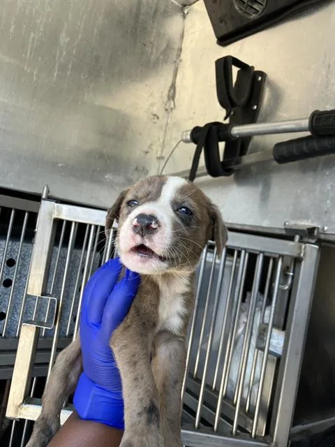 A baby large-sized male Mixed Breed dog named Mack for adoption in Dallas, TX